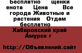 Бесплатно !!! щенки енота!! › Цена ­ 1 - Все города Животные и растения » Отдам бесплатно   . Хабаровский край,Амурск г.